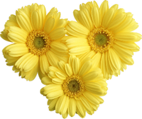 cheerful yellow daisies 